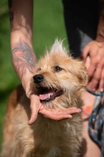 ANTON, Hund, Mischlingshund in Ungarn - Bild 9