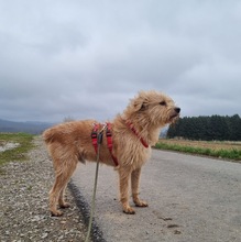 ANTON, Hund, Mischlingshund in Marsberg