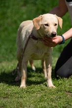 POWAQUA, Hund, Labrador Retriever-Mix in Ungarn - Bild 1