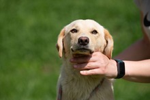 POWAQUA, Hund, Labrador Retriever-Mix in Ungarn - Bild 10