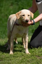 POWAQUA, Hund, Labrador Retriever-Mix in Ungarn - Bild 12