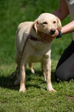 POWAQUA, Hund, Labrador Retriever-Mix in Ungarn - Bild 2