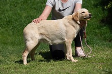 POWAQUA, Hund, Labrador Retriever-Mix in Ungarn - Bild 3