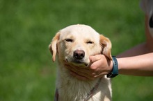 POWAQUA, Hund, Labrador Retriever-Mix in Ungarn - Bild 4