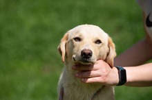 POWAQUA, Hund, Labrador Retriever-Mix in Ungarn - Bild 5