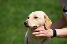 POWAQUA, Hund, Labrador Retriever-Mix in Ungarn - Bild 6