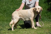 POWAQUA, Hund, Labrador Retriever-Mix in Ungarn - Bild 7