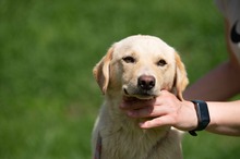 POWAQUA, Hund, Labrador Retriever-Mix in Ungarn - Bild 8