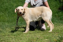 POWAQUA, Hund, Labrador Retriever-Mix in Ungarn - Bild 9