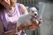 GRYPHON, Hund, Parson Russell Terrier-Chihuahua-Mix in Ungarn - Bild 1