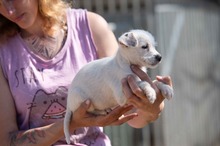 GRYPHON, Hund, Parson Russell Terrier-Chihuahua-Mix in Ungarn - Bild 2