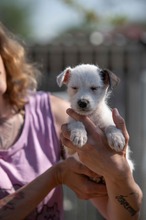 GRYPHON, Hund, Parson Russell Terrier-Chihuahua-Mix in Ungarn - Bild 3