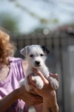 GRYPHON, Hund, Parson Russell Terrier-Chihuahua-Mix in Ungarn - Bild 4
