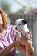 GRYPHON, Hund, Parson Russell Terrier-Chihuahua-Mix in Ungarn - Bild 5
