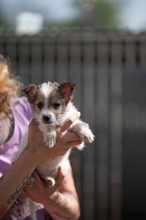 GANON, Hund, Parson Russell Terrier-Chihuahua-Mix in Ungarn - Bild 1