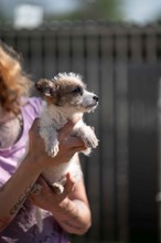 GANON, Hund, Parson Russell Terrier-Chihuahua-Mix in Ungarn - Bild 2
