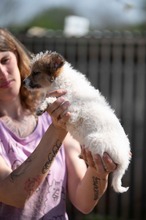 GANON, Hund, Parson Russell Terrier-Chihuahua-Mix in Ungarn - Bild 5