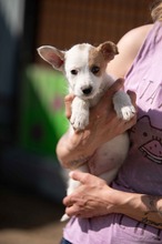 GAVRIEL, Hund, Parson Russell Terrier-Chihuahua-Mix in Ungarn - Bild 1