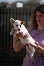 GAVRIEL, Hund, Parson Russell Terrier-Chihuahua-Mix in Ungarn - Bild 2