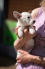 GAVRIEL, Hund, Parson Russell Terrier-Chihuahua-Mix in Ungarn - Bild 3