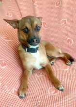 ROXY, Hund, Mischlingshund in Spanien