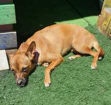 ROXY, Hund, Mischlingshund in Spanien - Bild 10