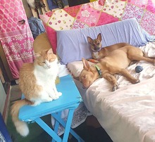 ROXY, Hund, Mischlingshund in Spanien - Bild 2