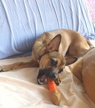 ROXY, Hund, Mischlingshund in Spanien - Bild 3