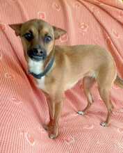 ROXY, Hund, Mischlingshund in Spanien - Bild 4