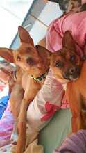 ROXY, Hund, Mischlingshund in Spanien - Bild 7