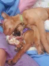 ROXY, Hund, Mischlingshund in Spanien - Bild 8