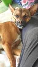 ROXY, Hund, Mischlingshund in Spanien - Bild 9