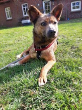 FLUSE, Hund, Mischlingshund in Holtland - Bild 1