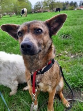 FLUSE, Hund, Mischlingshund in Holtland - Bild 2