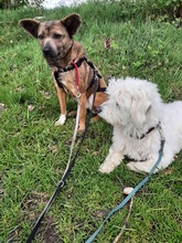 FLUSE, Hund, Mischlingshund in Holtland - Bild 3
