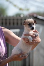 GLIMMER, Hund, Parson Russell Terrier-Chihuahua-Mix in Ungarn - Bild 1