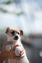 GLIMMER, Hund, Parson Russell Terrier-Chihuahua-Mix in Ungarn - Bild 2