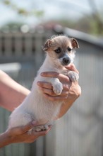 GLIMMER, Hund, Parson Russell Terrier-Chihuahua-Mix in Ungarn - Bild 4