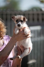 GLIMMER, Hund, Parson Russell Terrier-Chihuahua-Mix in Ungarn - Bild 5