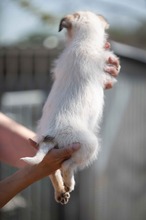 GLIMMER, Hund, Parson Russell Terrier-Chihuahua-Mix in Ungarn - Bild 6