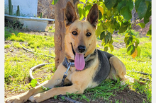 PERLA, Hund, Deutscher Schäferhund-Mix in Spanien
