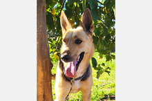 PERLA, Hund, Deutscher Schäferhund-Mix in Spanien - Bild 10