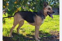 PERLA, Hund, Deutscher Schäferhund-Mix in Spanien - Bild 11