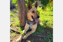 PERLA, Hund, Deutscher Schäferhund-Mix in Spanien - Bild 2