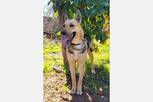PERLA, Hund, Deutscher Schäferhund-Mix in Spanien - Bild 3