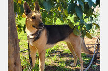 PERLA, Hund, Deutscher Schäferhund-Mix in Spanien - Bild 4