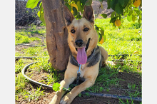 PERLA, Hund, Deutscher Schäferhund-Mix in Spanien - Bild 5