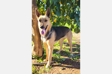 PERLA, Hund, Deutscher Schäferhund-Mix in Spanien - Bild 6