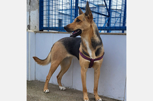 PERLA, Hund, Deutscher Schäferhund-Mix in Spanien - Bild 7