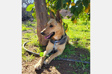 PERLA, Hund, Deutscher Schäferhund-Mix in Spanien - Bild 8